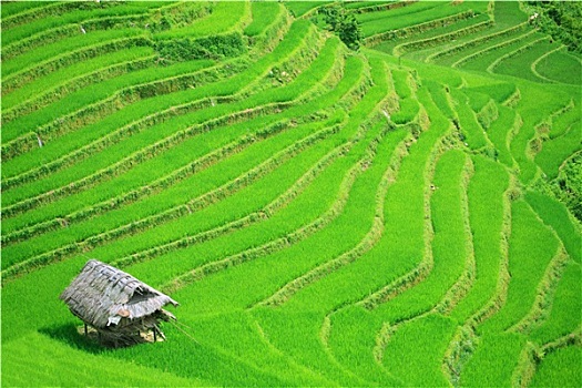 thong ke soi cau bach thu hom nay