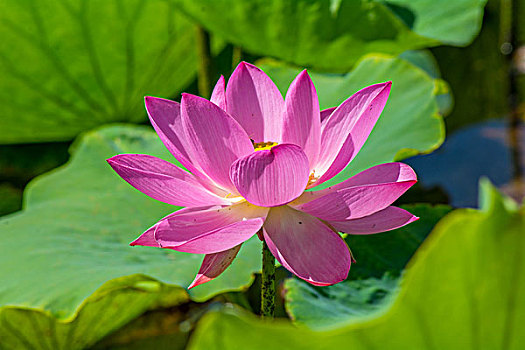dự đoán xổ số