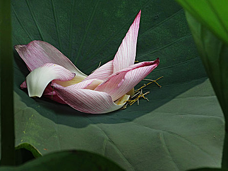 xổ số cần thơ ba đài
